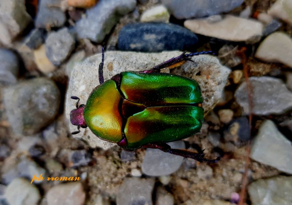 Cetonia aurata?  No, Protaetia cuprea (Cetoniidae)